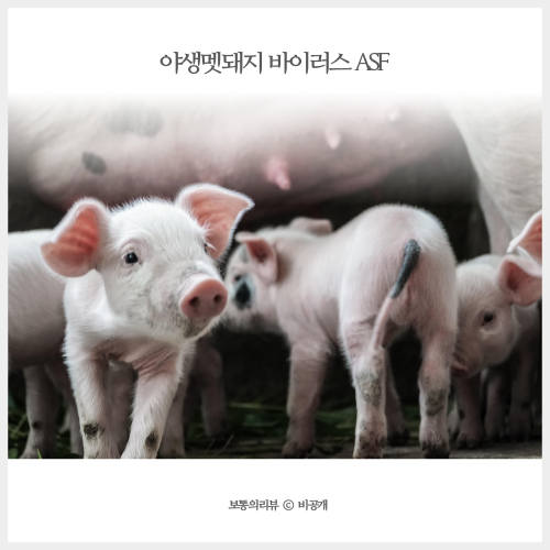  또다른 방역현장 아프리카 돼지 열병 ASF 야생 멧돼지 실시간 현황
