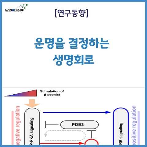  [연구동향] 운명을 결정하는 생명회로