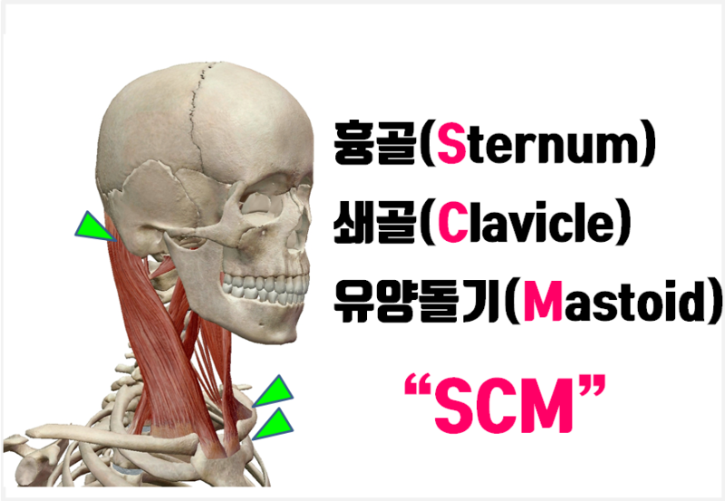 흉쇄유돌근 스트레칭 / 안면비대칭 자가교정 / 광경근 스트레칭 [해부학적 처방_얼굴자가교정 5탄] #SCM스트레칭 #목 스트레칭 :  네이버 블로그