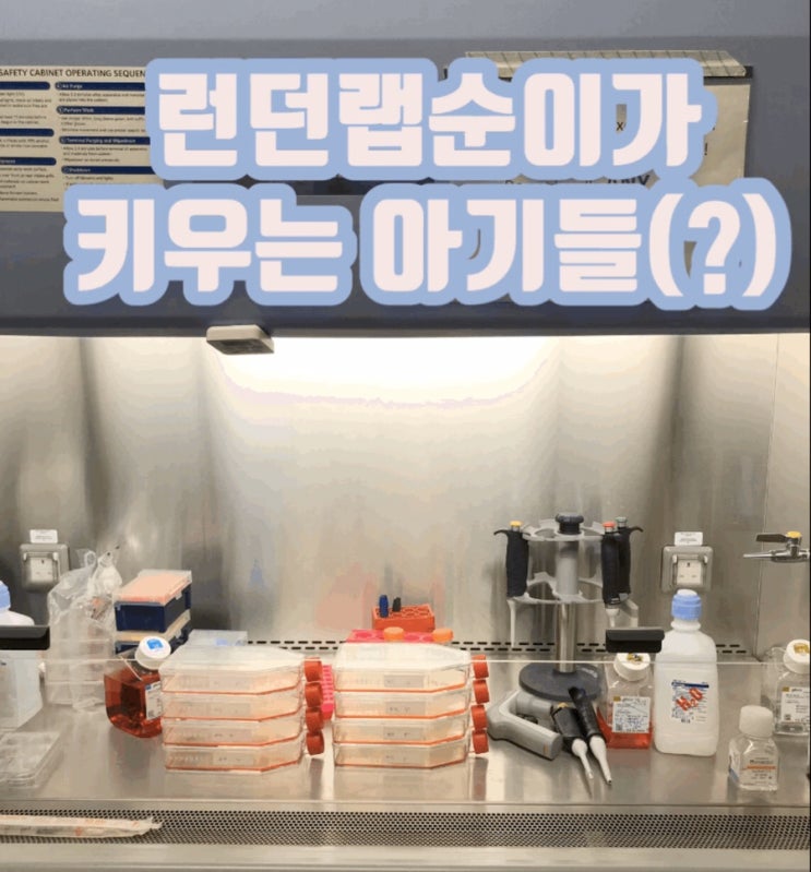  [런던랩순이]뭘 연구하니?! @UCL