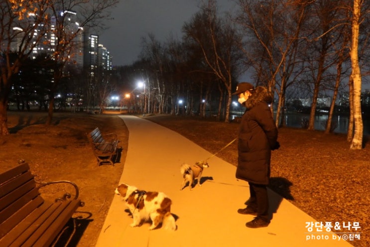  일산 호수공원 주차 포함 강아지 산책