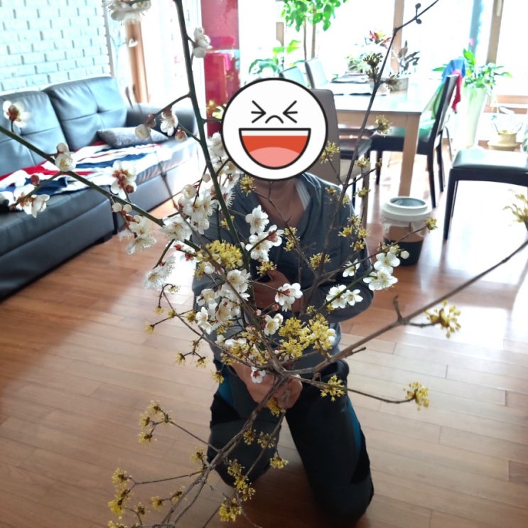 3월 꽃 산수유꽃 매화꽃 남편의 깜짝 선물, 컬투쇼 웃긴 이야기