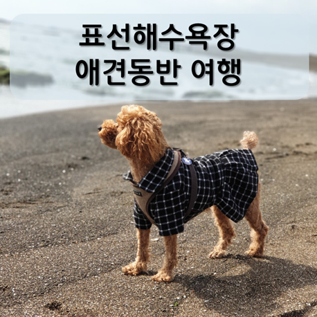  제주 애견동반 여행 ) 표선해수욕장 애견동반카페 및 맛집 : 다카포카페 국수앤