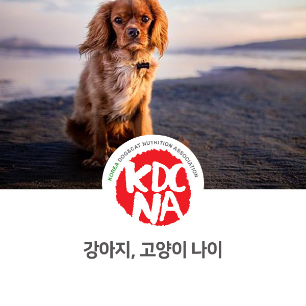  [반려인이 알아야 할 필수 정보] 노령견의 강아지와 나이에 대해 알아보자_141
