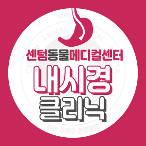  [내시경 전문 클리닉] 강아지 고양이 소화기 내시경 이물제거/위장관 진단/수술 (부산 남구 연제구 수영구 동물병원 센텀동물메디컬센터)