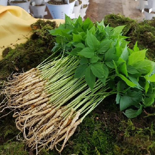 산골짜기농장 새싹삼 새싹인삼 미니 100뿌리, (미니)100뿌리 추천해요 산골짜기농장 새싹삼 새싹인삼 미니 100뿌리, (미니)100뿌리 추천해요