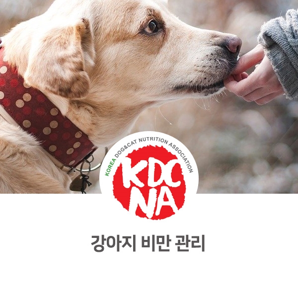  [반려인이 알아야할 필수 정보] 강아지 고양이 비만 다이어트 식이 관리_145
