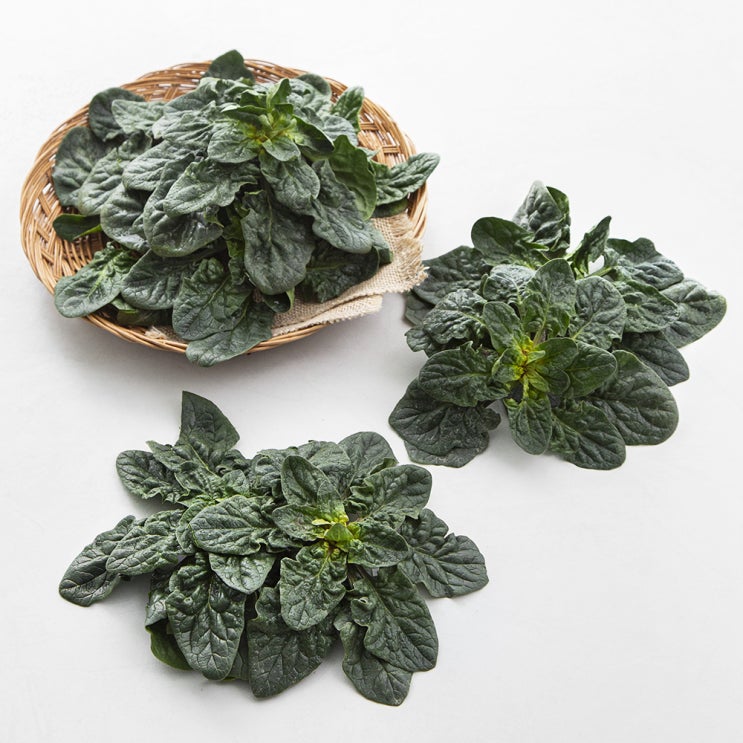 (로켓배송)비금도 섬초, 300g, 1개 추천해요 (로켓배송)비금도 섬초, 300g, 1개 추천해요