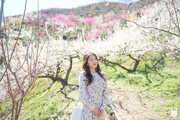  광양 매화축제 올해도 예쁘네 :)