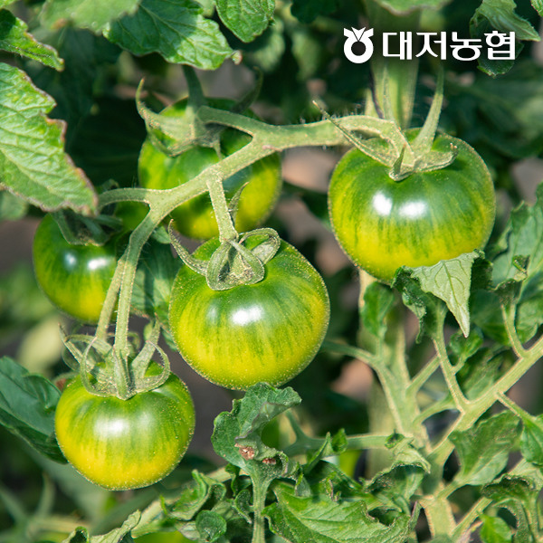 [대저농협] 대저토마토 2.5kg 로얄과(S-3S), 상세 설명 참조 추천해요