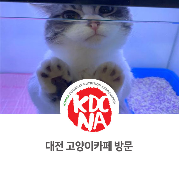 [반려동물 영양 펫푸드 창업] 대전 고양이 카페를 방문했어요!_106