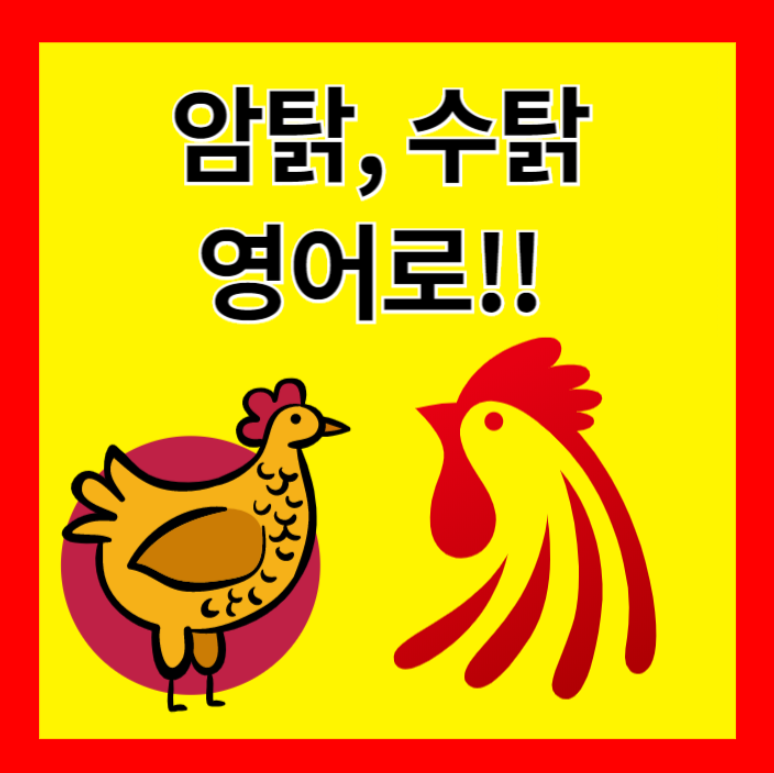 암탉 영어로 수탉 닭 영어로