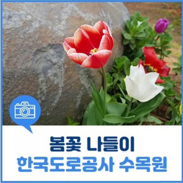  전주 수목원-2020봄꽃 나들이-전북,전주 가볼만한곳