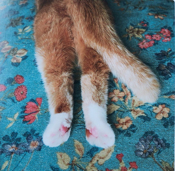  고양이 발바닥 사진 모음 귀여움 주의 & ねこのおみあし(네코노 오미아시)