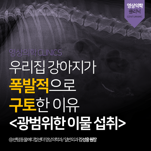  [영상의학과] 우리집 강아지가 폭발적으로 구토했던 이유 <광범위한 이물 섭취> (부산 응급 전문 동물병원 센텀동물메디컬센터)