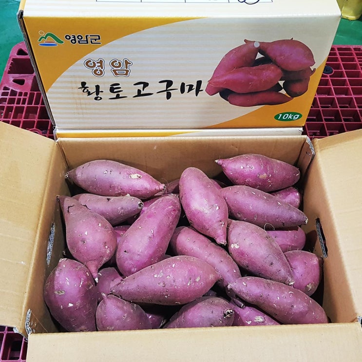 종복농산 고구마영암명품 황종복님 연지 꿀고구마 5 10kg 당도품질굿, 【황종복】연지 꿀고구마10kg(쫄/한입) 추천해요