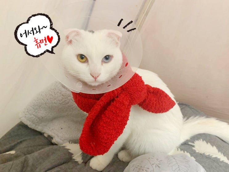  안양 동주동물병원 암컷 중성화수술 고양이(연아) 받고 왔어요