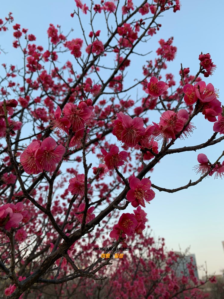 꽃들이 만개하기 시작한 3월 봄의 상동호수공원