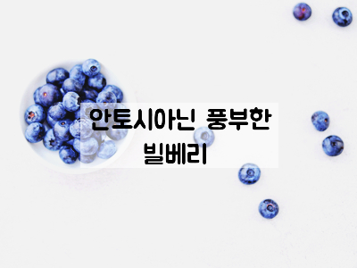  눈건강에 좋은 안토시아닌이 풍부한 빌베리
