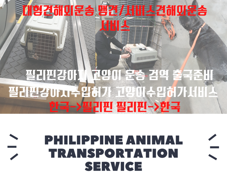  필리핀에서한국으로 강아지해외운송 단두종 검역 반려동물해외운송[사례]