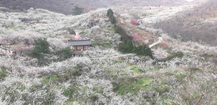 전라도 광양 백운산 과 광양매화마을 봄풍경 보시고 힐링하세요. 전라도 광양 백운산 과 광양매화마을 봄풍경 보시고 힐링하세요.