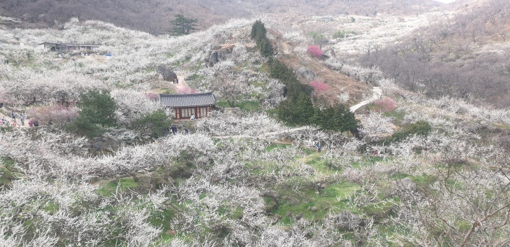 전라도 광양 백운산 과 광양매화마을 봄풍경 보시고 힐링하세요.