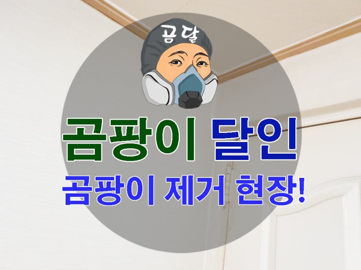  벽 곰팡이제거 뿌리 뽑는 해법!