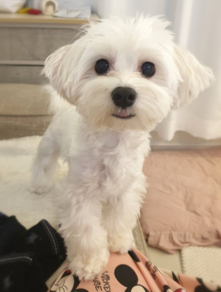  "앉아""손" ! 울집 멍멍이들 기본교육하기