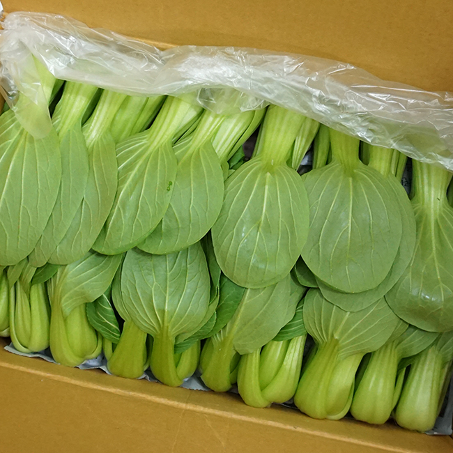 채소파는 가게 청경채, 1팩, 2kg 추천해요 채소파는 가게 청경채, 1팩, 2kg 추천해요