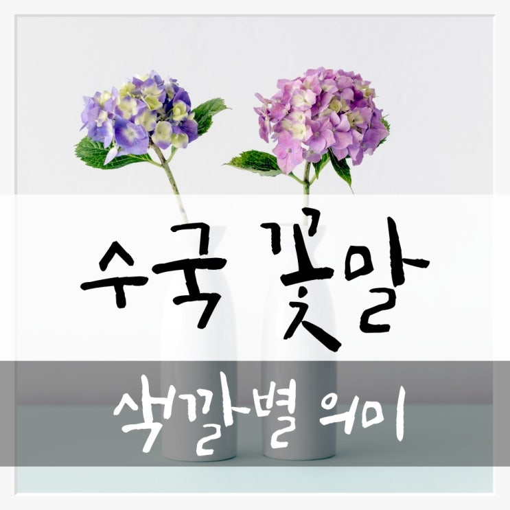  수국 꽃말 색깔별 의미 알려드려요!