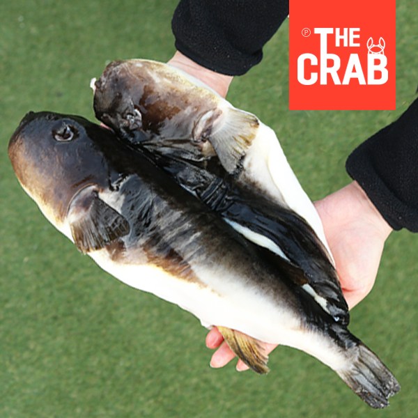 더꽃게 울진 생물 손질 밀복 (눈 내장 피 완벽제거), 1개, 5kg (5마리전후) 추천해요 더꽃게 울진 생물 손질 밀복 (눈 내장 피 완벽제거), 1개, 5kg (5마리전후) 추천해요