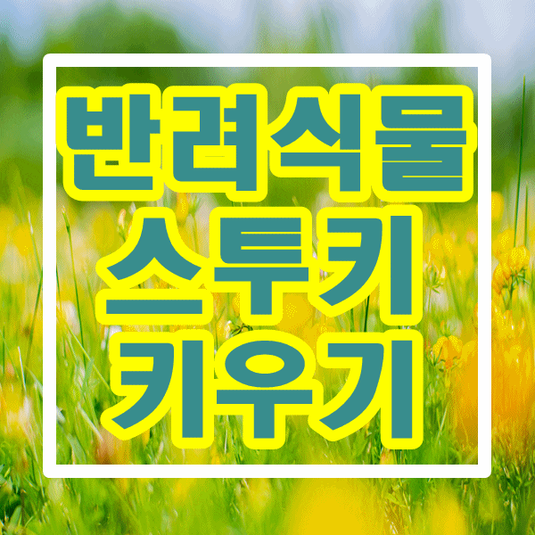  스투키 집안에서 키우기 딱! 선물로도 딱! 반려 식물