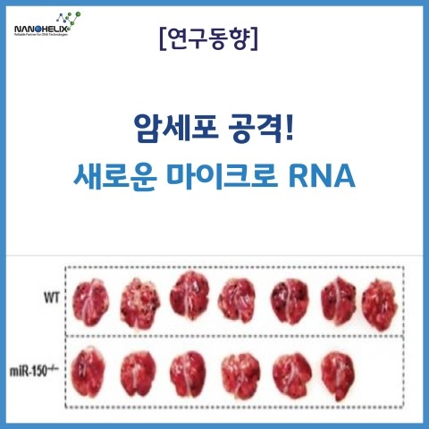  [연구동향] 암세포 공격! 새로운 마이크로 RNA