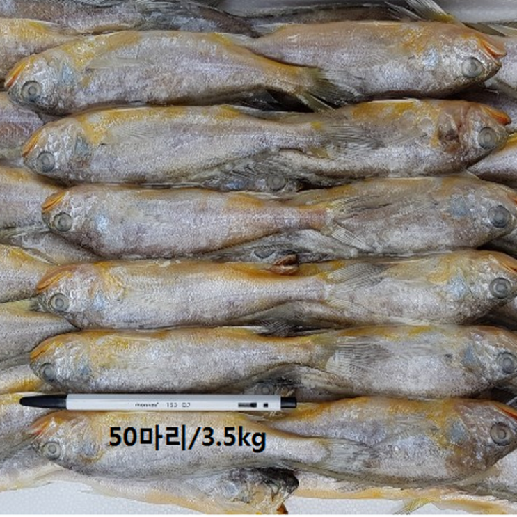 프라임 참조기, 50마리 전후/3.5kg 추천해요 프라임 참조기, 50마리 전후/3.5kg 추천해요