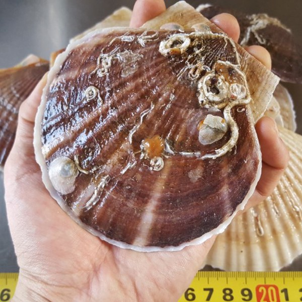 지웅수산 왕가리비 1kg, 1팩 추천해요 지웅수산 왕가리비 1kg, 1팩 추천해요