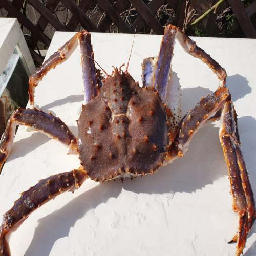 [바보공구] S급 정품 활 킹크랩!! 다리 집게 몸통 내장 수율99%, 1개, 4.0kg 추천해요