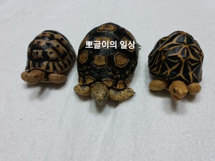  육지거북이들~진짜?