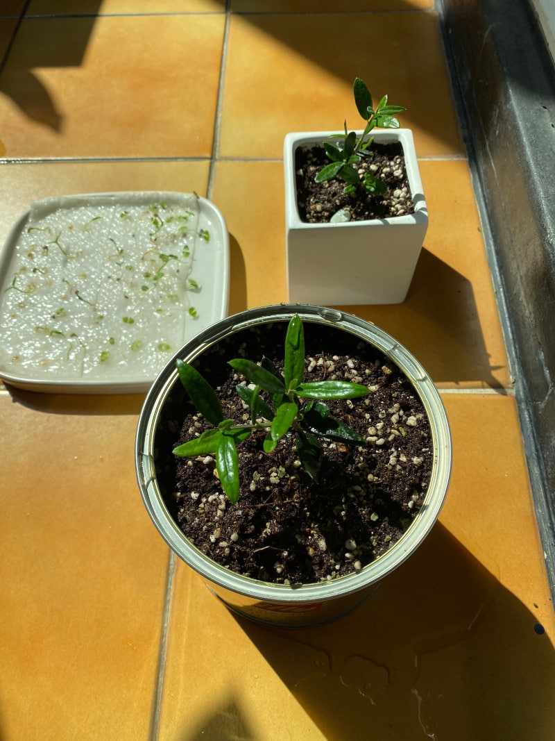 씨앗발아시키기, 모종키우기🌱:: 바질씨, 프릭키누 태국매운고추씨 심기 기록 발아성공⭕️ 고추발아는 오래걸려요. : 네이버 블로그