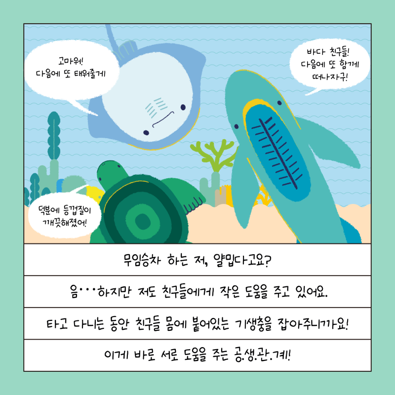 빨판 하나면 어디든 갈 수 있다!? 빨판상어의 신기한 생존방식 : 네이버 블로그