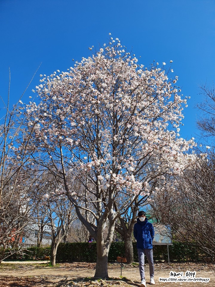  대연동 평화공원 봄꽃 피기 시작했어요.