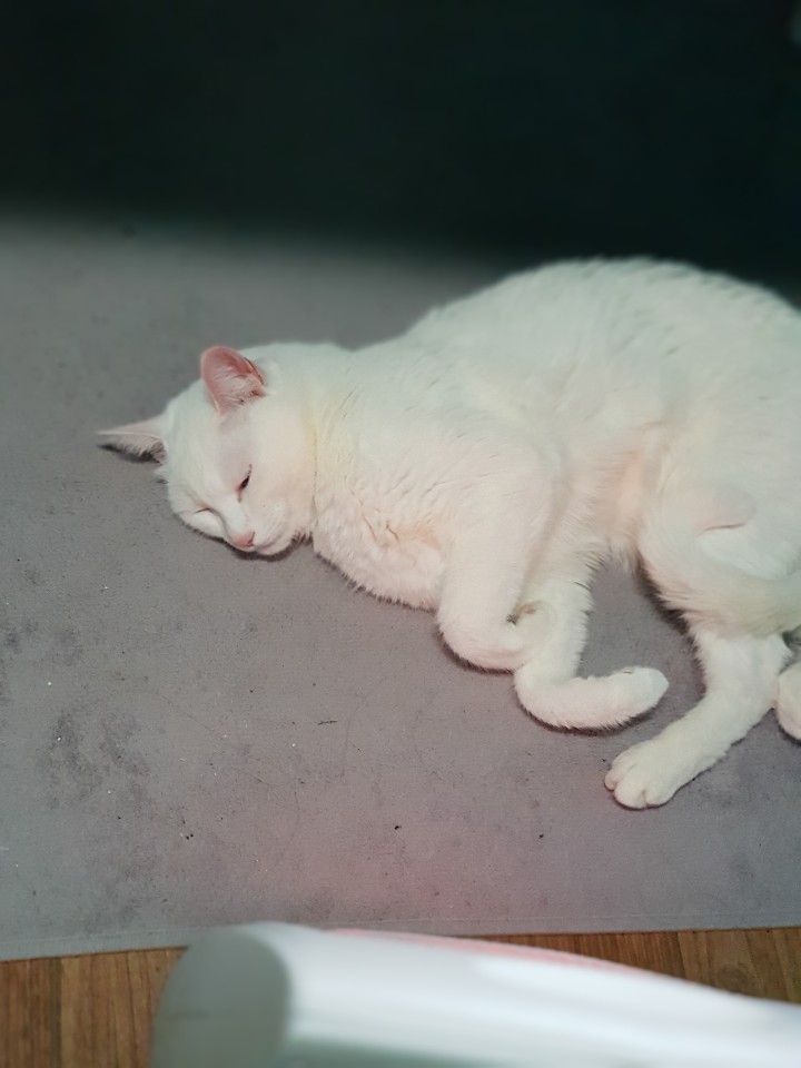  고양이 마약이라는 캣닢에 대하여...!