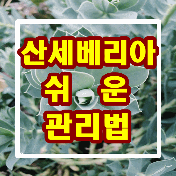  집들이 선물 산세베리아 키우기 좋은 식물 개업식 축하 선물 대구 꽃배달[띵동 꽃배달]