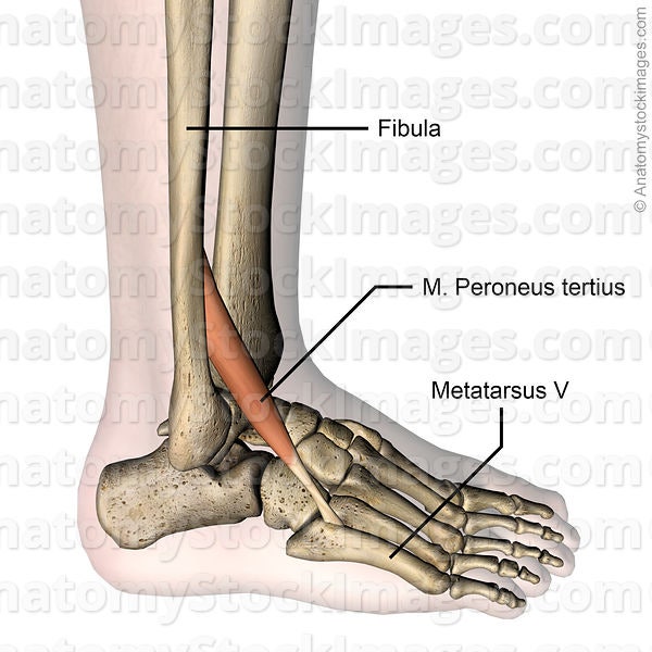 비골근(Peroneus muscle) - 장비골근, 단비골근, 제3비골근 / 비골근건염(Peroneus Tendinitis ...