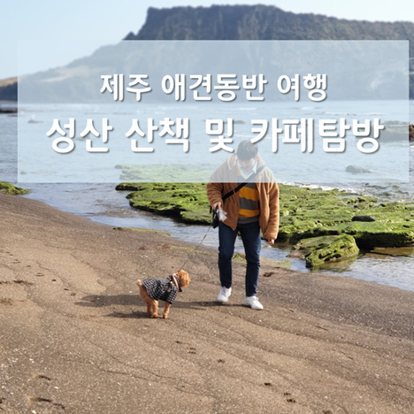  제주 애견동반 ) 성산 반려견동반 산책 및 카페 방문기