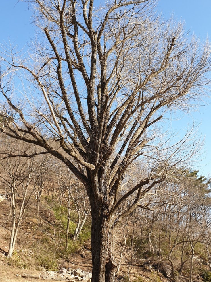순창 가볼만한곳, 구암사 은행나무(전라북도 기념물 121호)