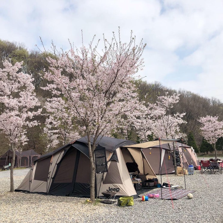  [벚꽃:캠핑] 용인 싱글벙글캠핑장