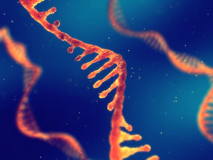 RNA를 표적하는 CRISPR기술을 위한 guide RNA 디자인 원리 규명