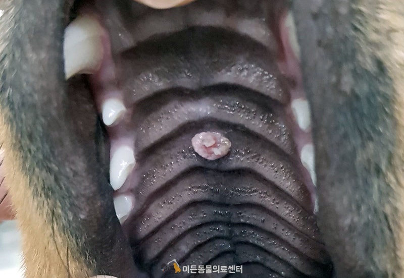 강아지 입 안에 혹 제거 수술 4