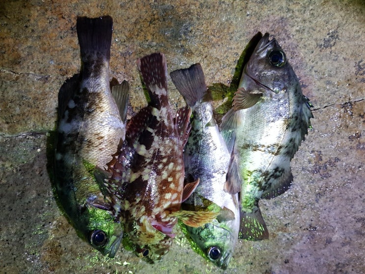  울산 서생 볼락루어낚시 포인트