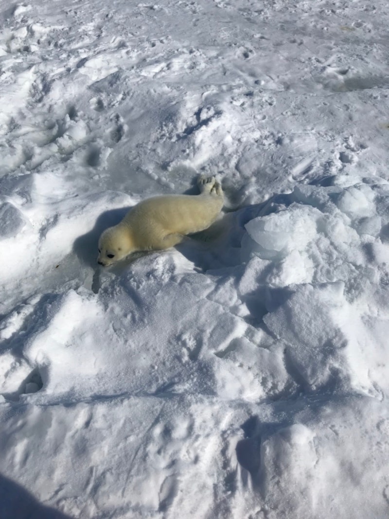 캐나다 동부여행]D+488 행복한 하프 물범(Harp seal)투어♡ : 네이버 블로그, image size:800x1067